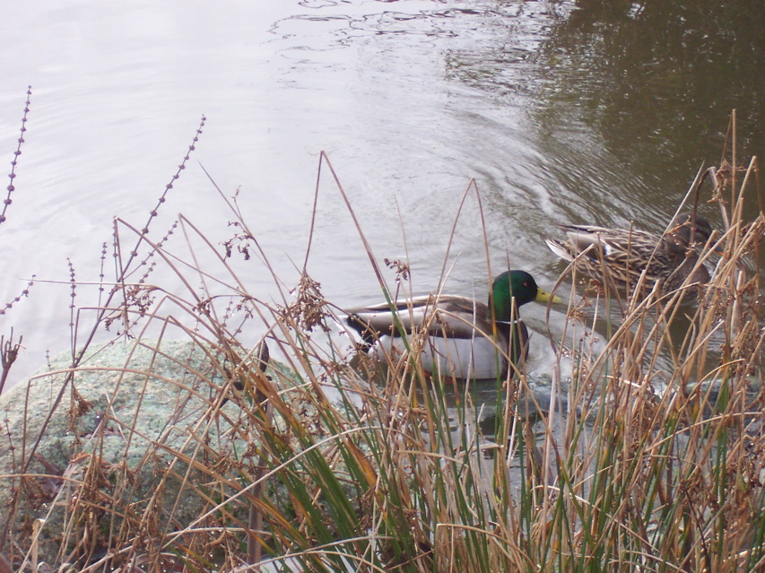 Ducks