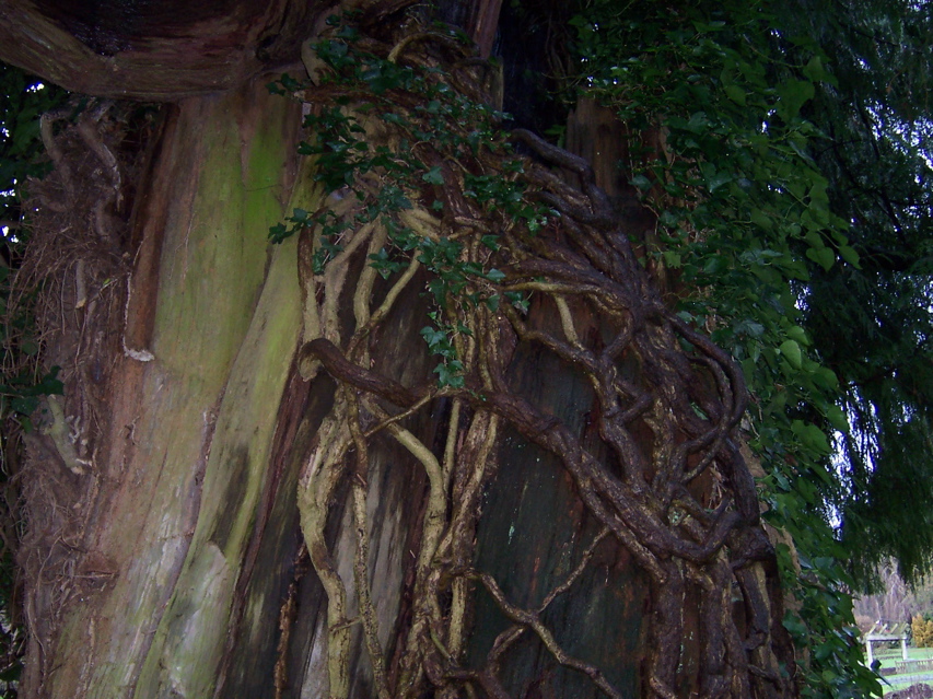 Amazing trees close up