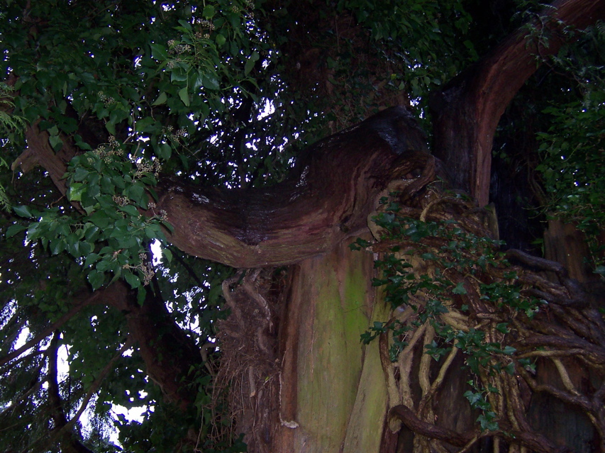 Amazing trees close up